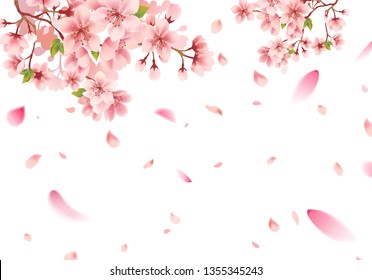 Cherry blossom sakura in springtime on white background