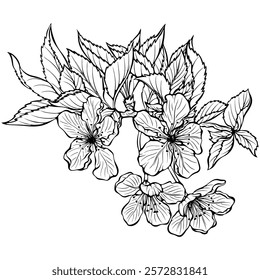 Cherry blossom. Sakura tree branch with flower and leaves. Vector spring botanical illustration in hand drawn sketch doodle style. Line art graphic isolated on white. Design for coloring book, print