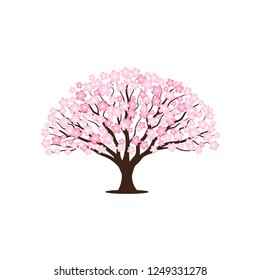 Cherry Blossom / Sakura tree  vector illustrations