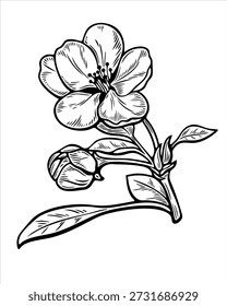 Kirschblüte Sakura Vektorgrafik, handgezeichnet Schwarz-Weiß Botanische Linien Kunst Einzeln auf Weiß