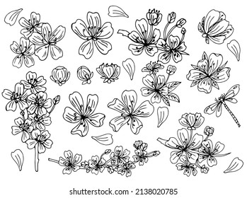 Cherry Blossom Set Collection Sakura Flowers Stock Vector (Royalty Free ...