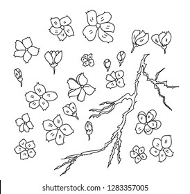 Cherry blossom set illustration for coloring book and printing isolated on white background.