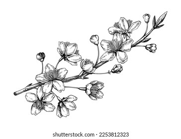 Cherry blossom sketch in engraved style. Flowering branch with flowers and leaves. Black contoured sakura drawing. Botanical vector illustration of spring tree isolated on white background