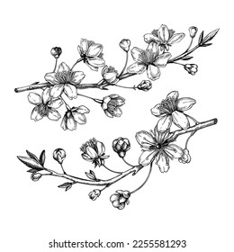 Cherry blossom sketch in engraved style. Two flowering branch with flowers and leaves. Black contoured sakura drawing. Botanical vector illustration of spring tree isolated on white background