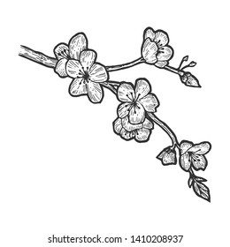 Cherry blossom sketch engraving vector illustration. Scratch board style imitation. Hand drawn image.