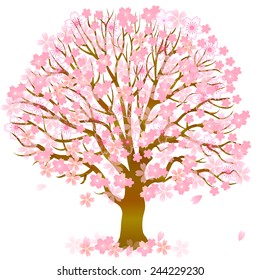 Cherry blossom spring
