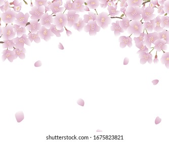 Cherry blossom spring background painted in vector