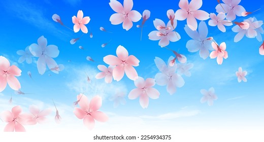 Cherry blossom spring blue sky background