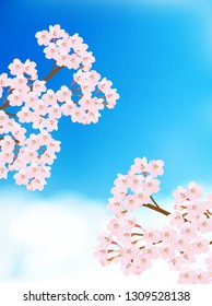 Cherry Blossom spring flower background