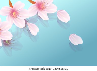 Cherry Blossom spring flower background