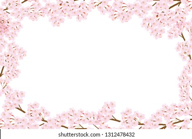 Cherry Blossom spring flower background