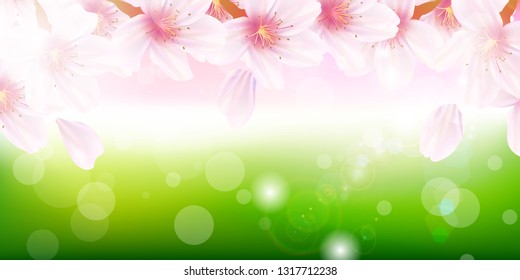 Cherry Blossom spring flower background