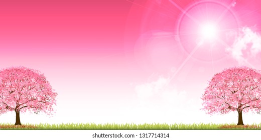 Cherry Blossom spring flower background