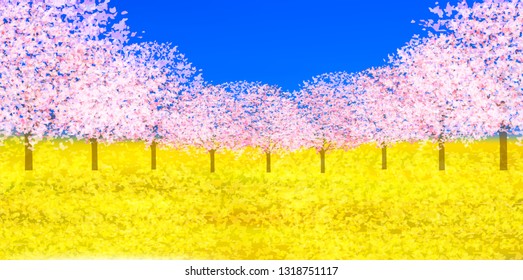 Cherry Blossom spring flower background