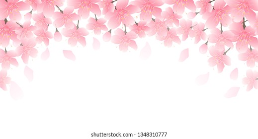 Cherry blossom spring flower background