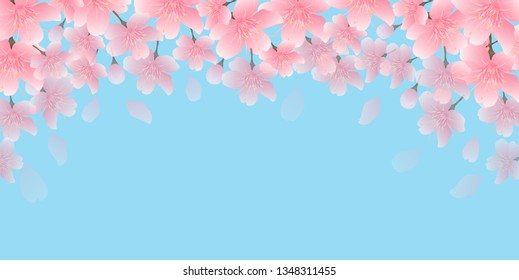 Cherry blossom spring flower background