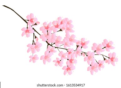 Cherry blossom Spring flower icon - Shutterstock ID 1613534917