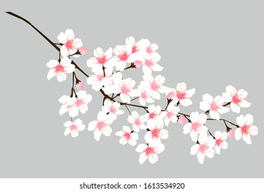 Cherry blossom Spring flower icon