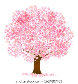 Cherry blossom Spring flower icon