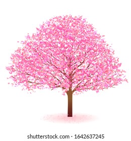 Cherry blossom Spring flower icon