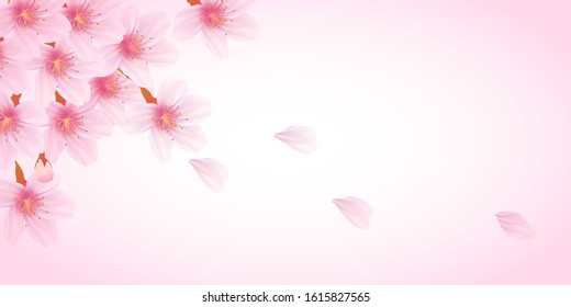 Cherry blossom Spring flowers background