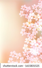 Cherry blossom Spring flowers background