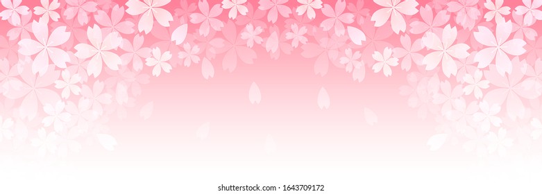 Cherry blossom Spring flowers background