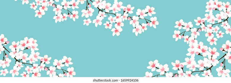 Cherry blossom Spring flowers background