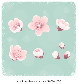 Cherry blossom, spring flowers set. Retro vector illustration