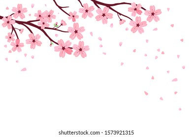 Cherry blossom, spring garden flower and falling petals on white background vector illustration.