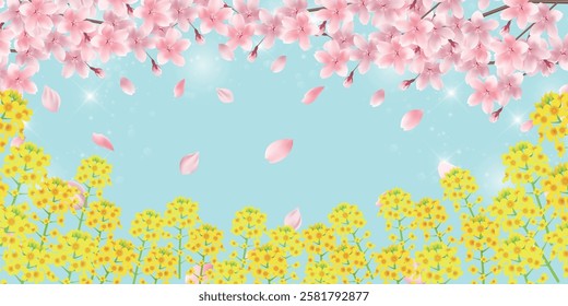 cherry blossom spring rape blossoms background
