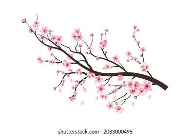 Cherry blossom tree branch with spreading pink flower. Cherry blossom branch with Sakura. Watercolor flower vector. Watercolor cherry flower. Sakura on white background. Blossom on white background.