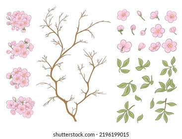 Árbol de cerezo. Imágenes prediseñadas, elemento para ilustración vectorial de diseño. En estilo botánico