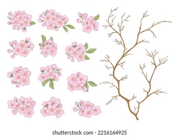 Cherry blossom tree. Clip art, element for design Vector illustration. In botanical style