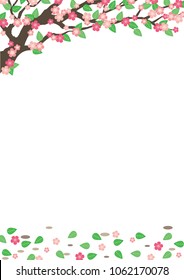 Cherry blossom tree and falling flower and leaves on white background.