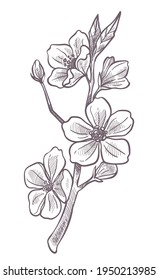 Cherry blossom tree, isolated foliage and floral petals on twig. Seasonal flourishing in orchard or garden. Exotic botany and decoration, colorless monochrome sketch outline. Vector in flat style