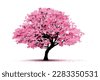 cherry blossom tree isolated