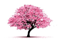 Cherry Blossom Tree  Isolated On White Backdrop.