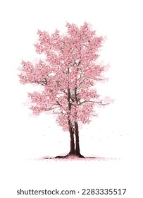 cherry blossom tree  isolated on white backdrop.