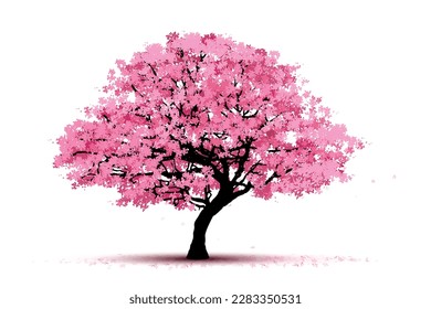 cherry blossom tree  isolated on white backdrop.