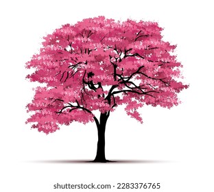 cherry blossom tree  isolated on white backdrop.