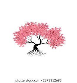 cherry blossom tree isolated on white backdrop.