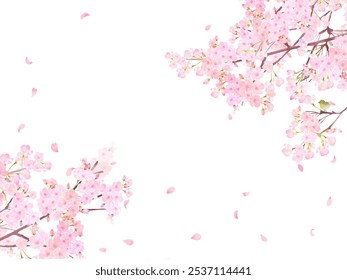 Árvore da flor de cereja com arbusto japonês warbler - belas flores de cereja rosa claro e pétalas primavera aquarela branco quadro fundo clipart