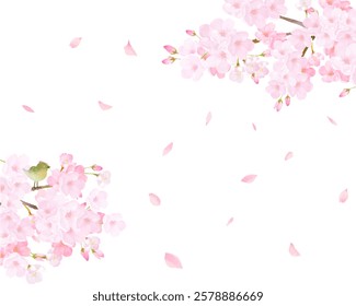 Cherry blossom tree with Japanese bush warbler - beautiful light pink cherry blossoms and petals spring watercolor white background frame background clipart