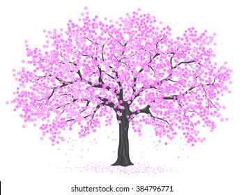 Cherry Blossom Tree  on White Background