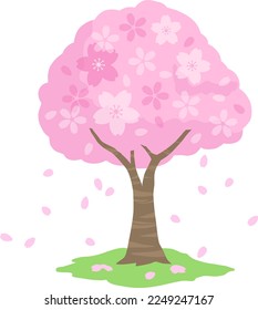 Cherry blossom tree and petal in spring