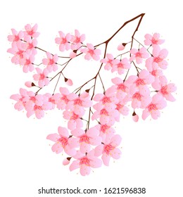 Cherry blossom tree spring icon