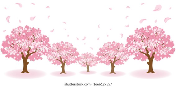 Cherry blossom trees and falling petals