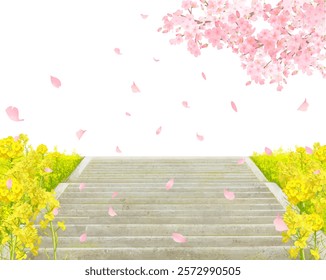 Cherry blossom trees and rape blossoms blooming on the bank, vector illustration white background