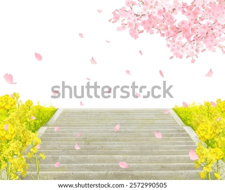 Cherry blossom trees and rape blossoms blooming on the bank, vector illustration white background
